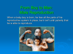 Male Reproduction PowerPoint