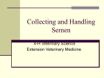 Collecting and Handling Semen