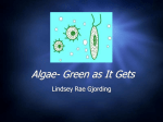 Algae: The New Biofuel