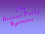 Human Body Systems Jigsaw Activity Human Body Systems