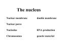 Cell division File