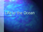 Life in the Ocean