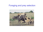 9_foraging - WordPress.com