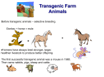 Transgenic farm animals ppt. - Ms. Thomas` Foundations of