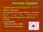 Immune System - Alena Medina