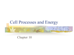 Cell Processes and Energy