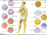 Allium Mitosis Lab ppt