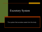 Excretory System - ImperialSchoolWiki