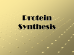 Protein Synthesis - holyoke