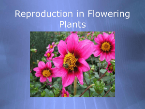 Reproduction in Flowering Plants