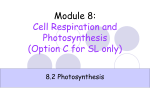 Module 4: Genetics