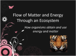 Flow of Matter and Energy Through an Ecosystem