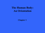 The Human Body: An Orientation