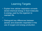 Cellular Respiration