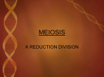 MEIOSIS