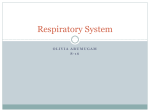 Respiratory System