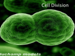 Cell Division - AKNS Students Blogspot