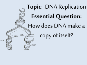 DNA Replication Notes