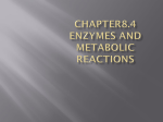 8.4 Enzymes speed up metabolic reactions by