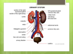 renal-structure-helps-function