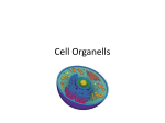 Cell Organelles - Anoka-Hennepin School District
