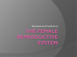 The FEMALE reproductive system