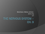 The Nervous System