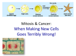 Cancer: A mistake in the Cell Cycle