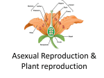 PlantReproduction