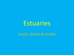 Estuaries - shanemaciver