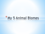 My 5 Animal Biomes Sea Lion