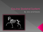 Equine Skeletal System - 10thLargeAnimalScienceLymanHall