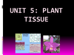 unit 4: plant tissue - Ms Mohlari and Ms Soji`s life sciences classroom