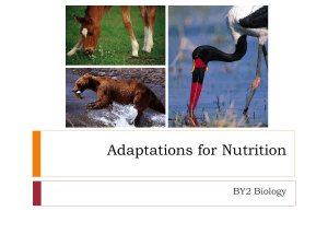 Adaptations for Nutrition
