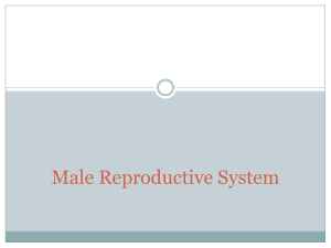 Male Reproductive System