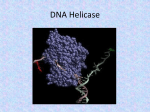 DNA Helicase - TASIS IB Biology