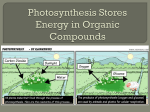 Photosynthesis Stores Energy in Organic Compounds