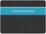 Animal Relationships