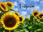 Tropism - WordPress.com