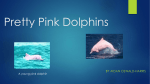 Pretty Pink Dolphins