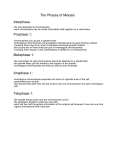 The Phases of Meiosis Interphase: Prophase 1: Metaphase 1