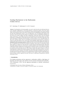 Feeding Mechanism in the Rattlesnake Crotalus durissus