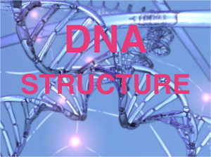 DNA Structure copy