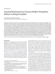Antennal Mechanosensory Neurons Mediate Wing Motor Reflexes