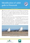Identification of adult gulls in Finnmark