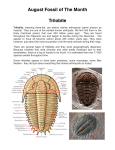 August Fossil of The Month Trilobite