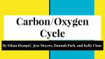 Carbon Oxygen Cycle 2