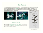 The Flower