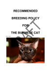 recommended breeding policy for the burmese