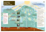 rainforest energy and nutrient flows